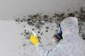 Best Emergency Mold Remediation  in Poydras, LA